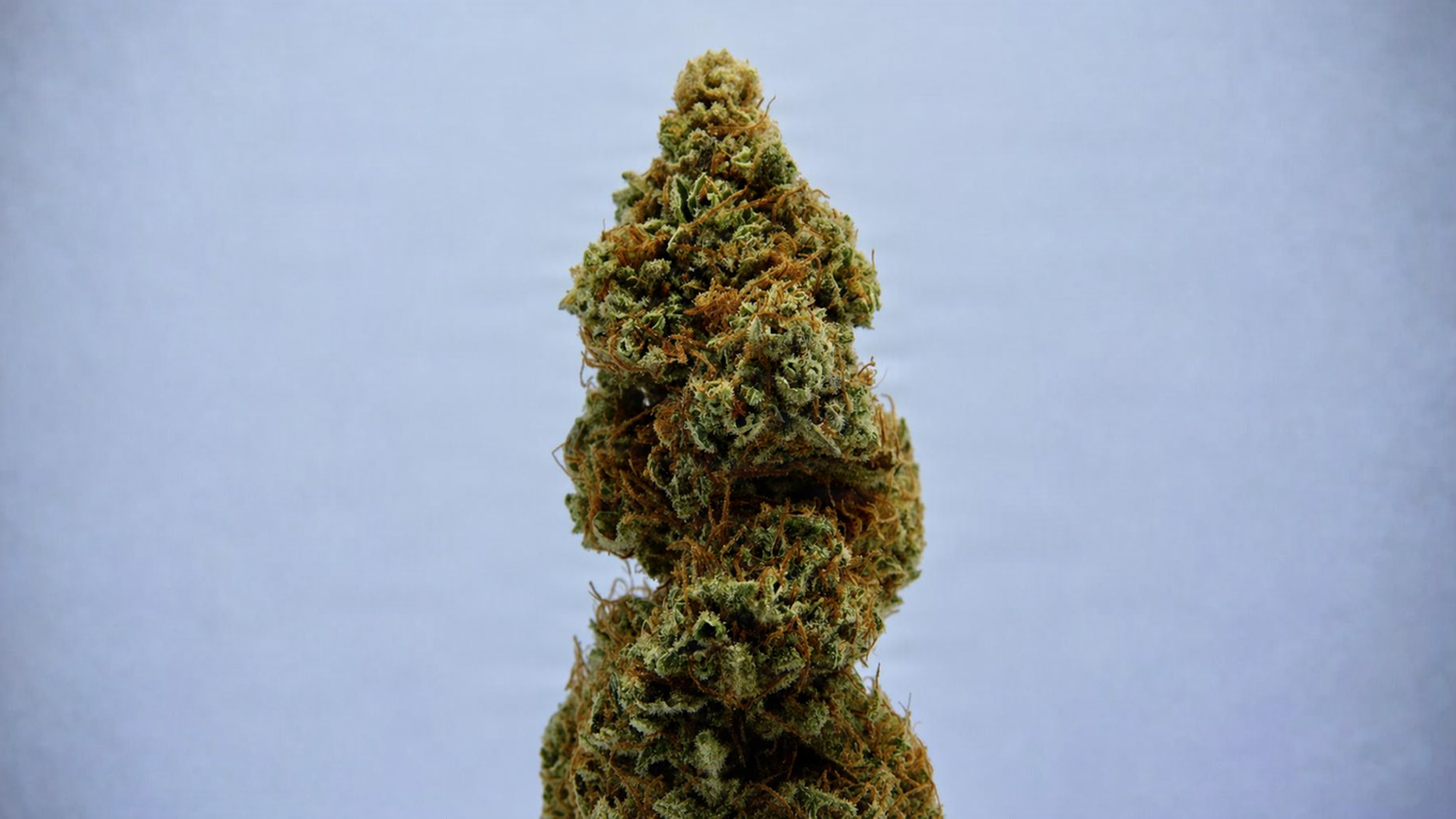 Une fleur de cannabis séchée
