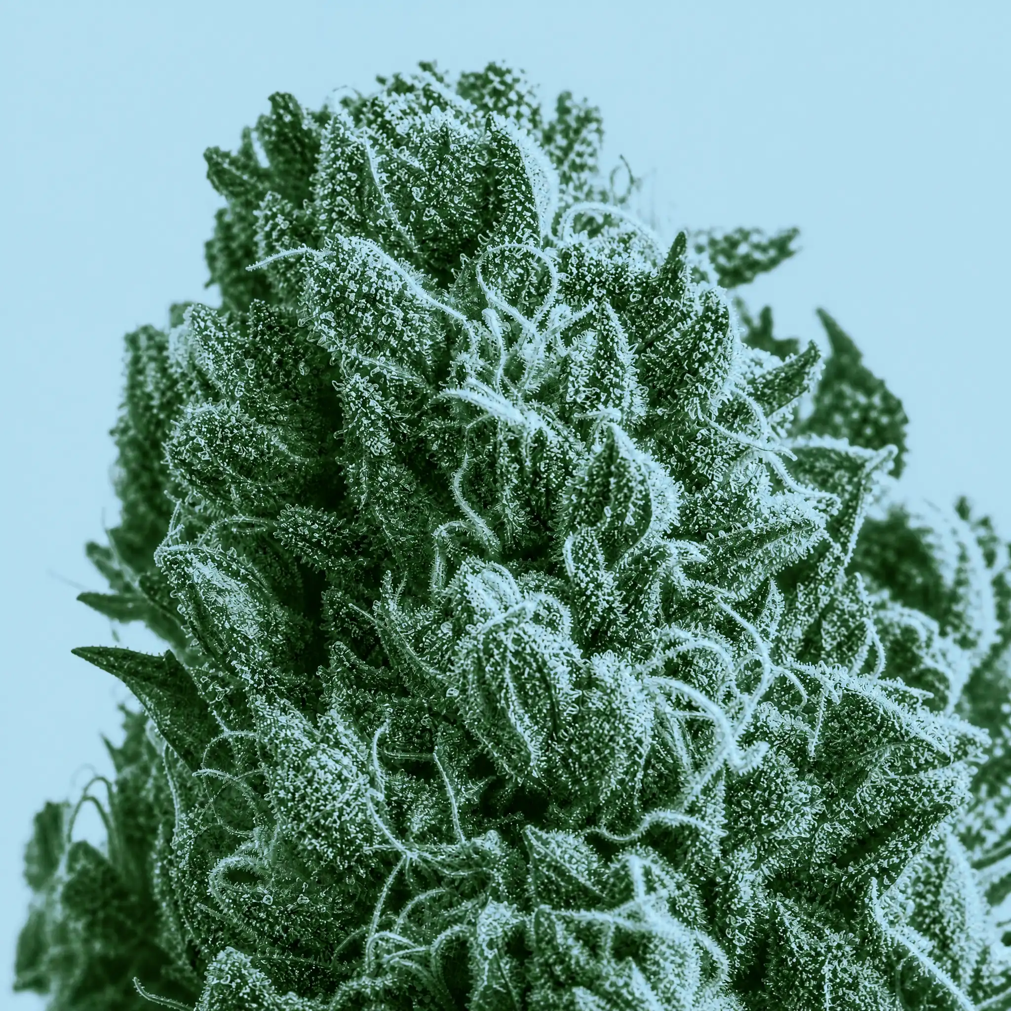 Pot Cargo on Instagram